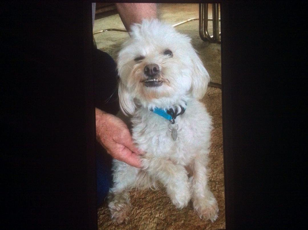 This little guy needs a forever home. 4 years old Male his name is Moe , thought he had a forever home but did not work out.