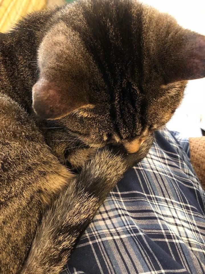 My sweet girl,Lucy