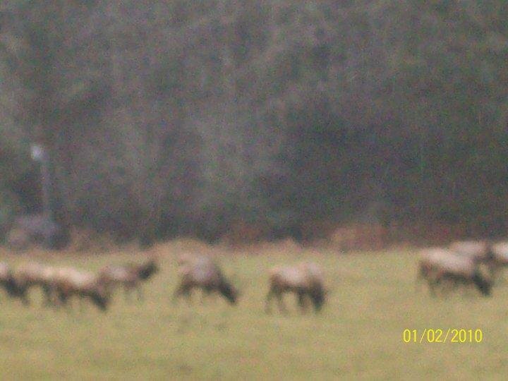 Daniel Wilbert's album, looking for elk