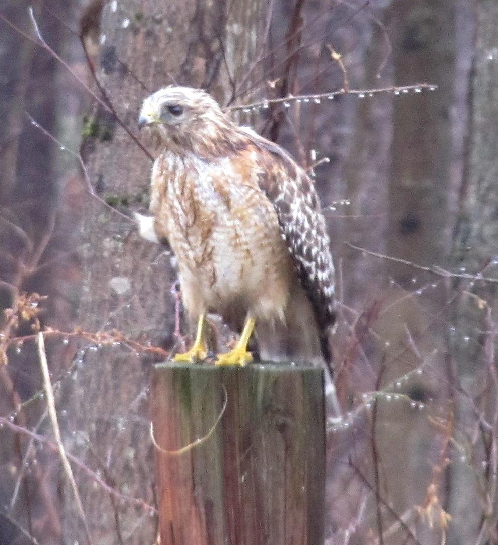 Saw this Sharp-shinned Hawk out back. Yesterday.