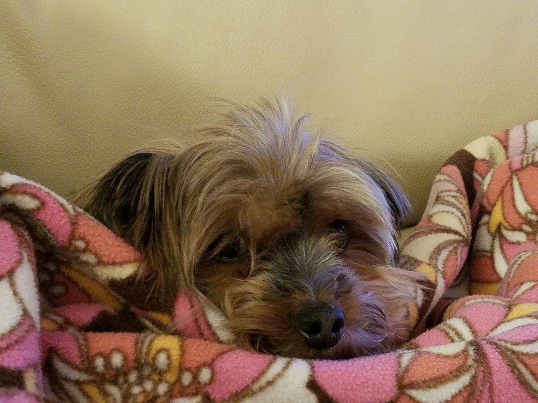 Xiao Xiao getting comfy.