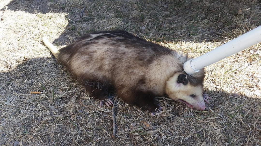 Hey look at my new freind