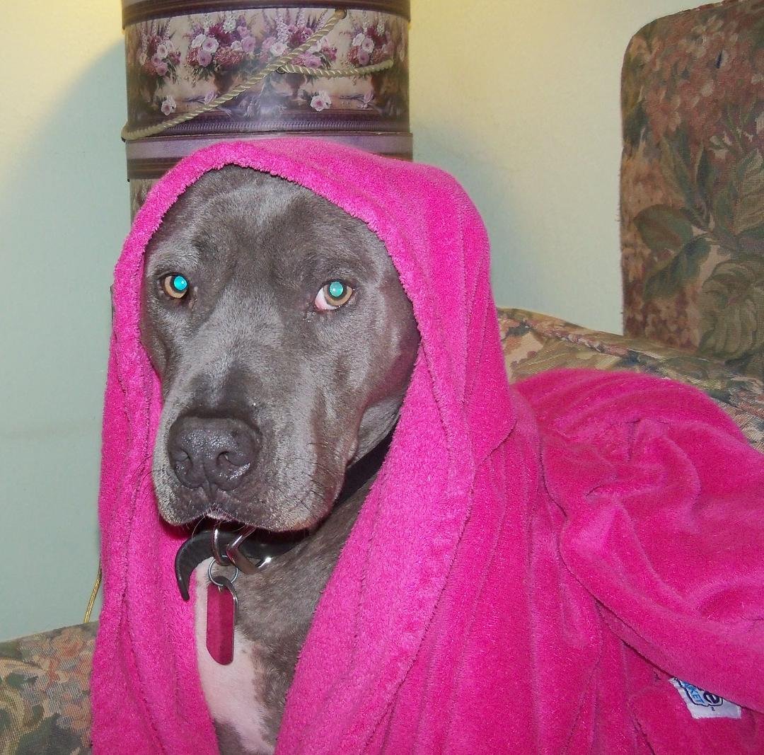 Blue aka Honey Boy