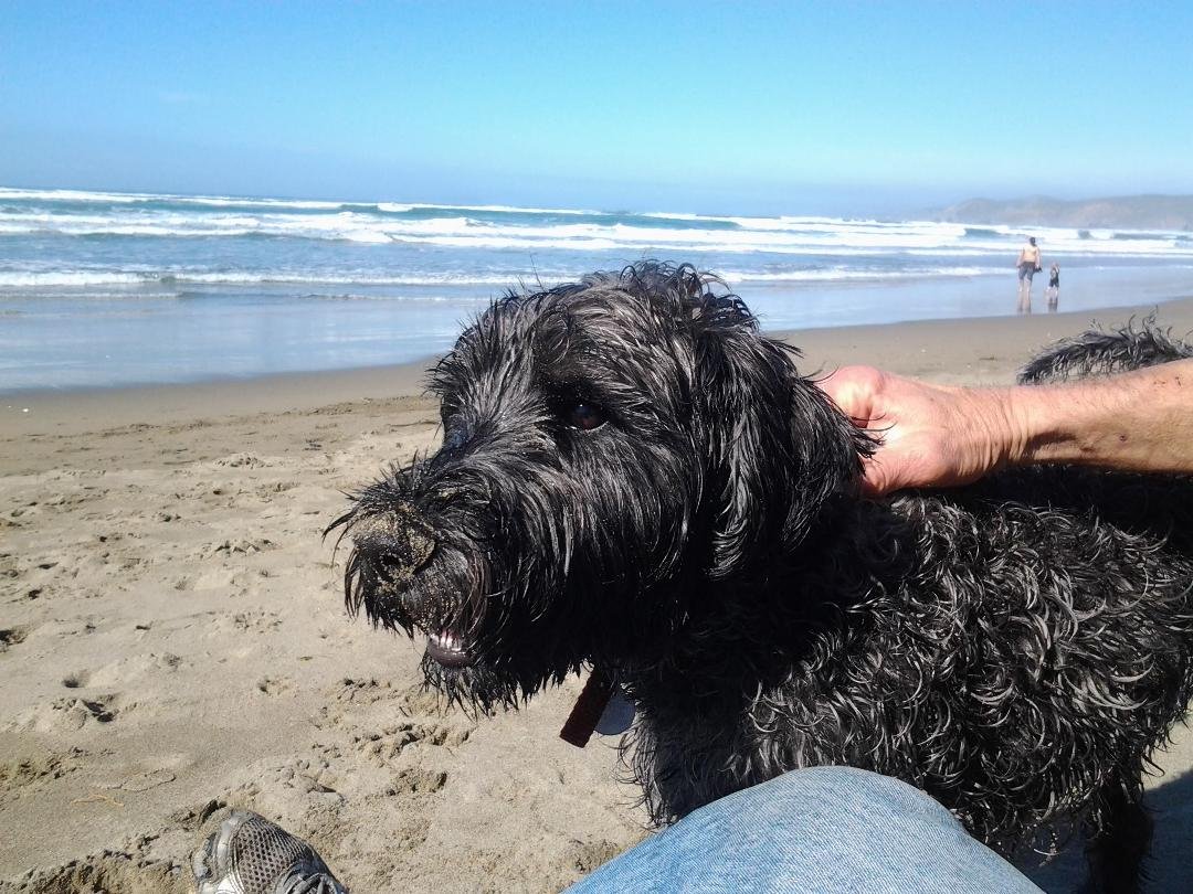 Hobbes, Paul and a sunny day at Dillon Beach.