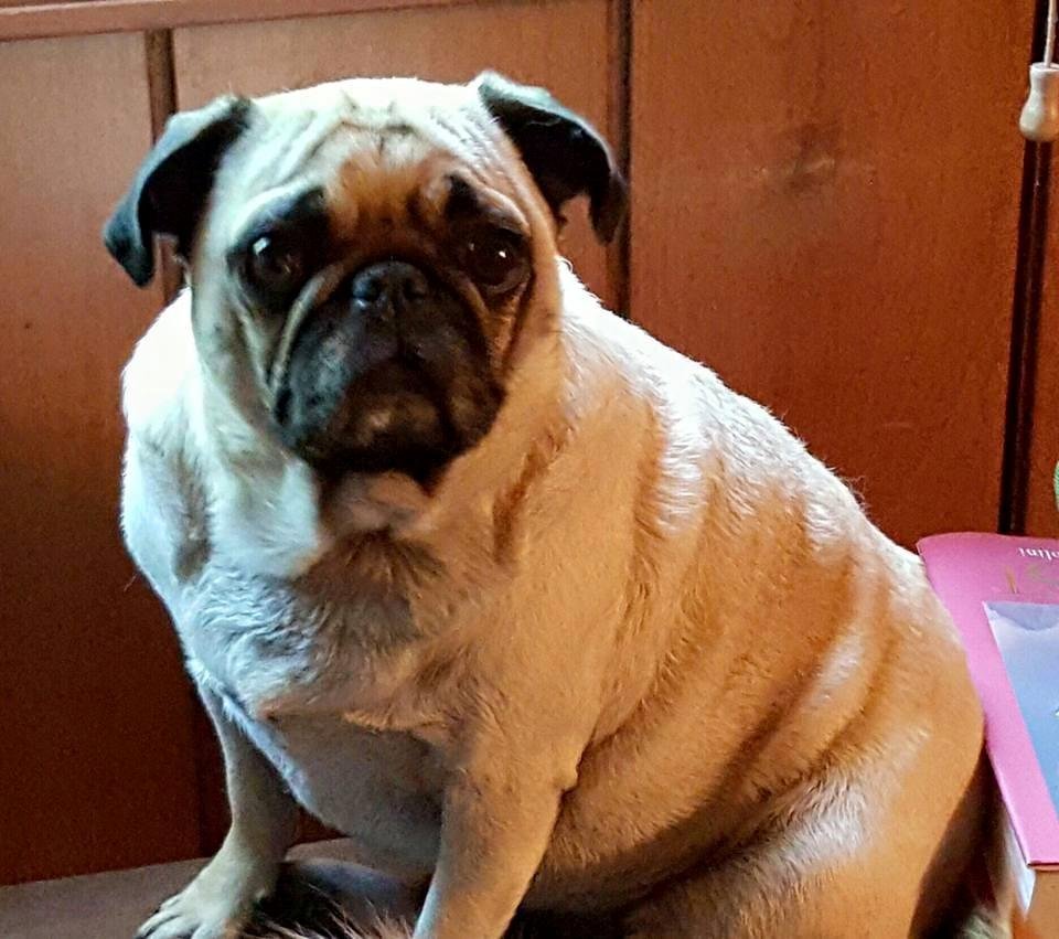 The Pumpkin had to go to the vet today for her cough. Diagnosis was a sore throat. He also reminded her she's not a marathon runner.