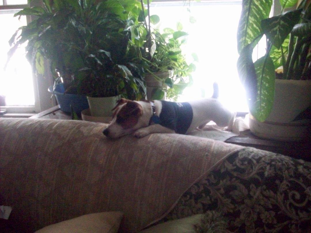 Sam Iam Andrews, our baby, He's a Jack Russell Territer,
.