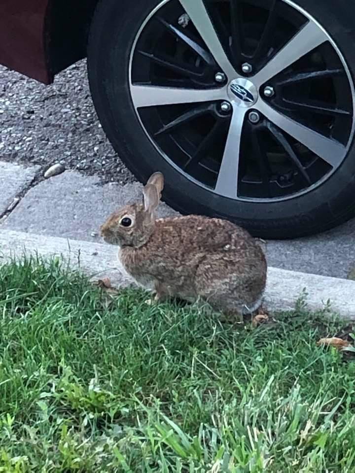 Rabbit on Wheel, from the Urban collection part II