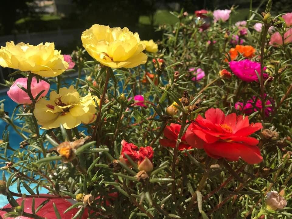 Linda Cover's album, Timeline Photos