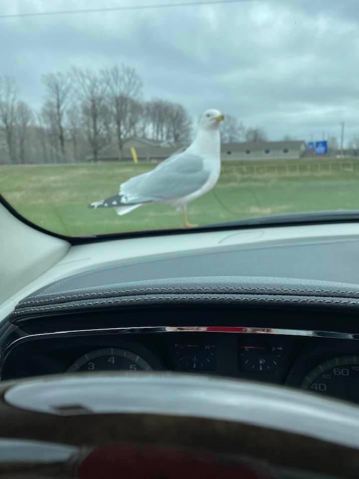 I wonder if he wants my Diet Coke? 🤣