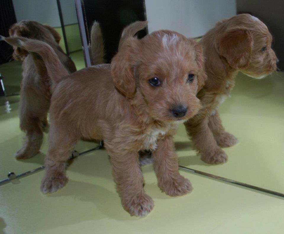Sheri Park's album, Our little Belle