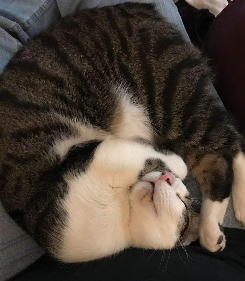 My Pillow 🙃