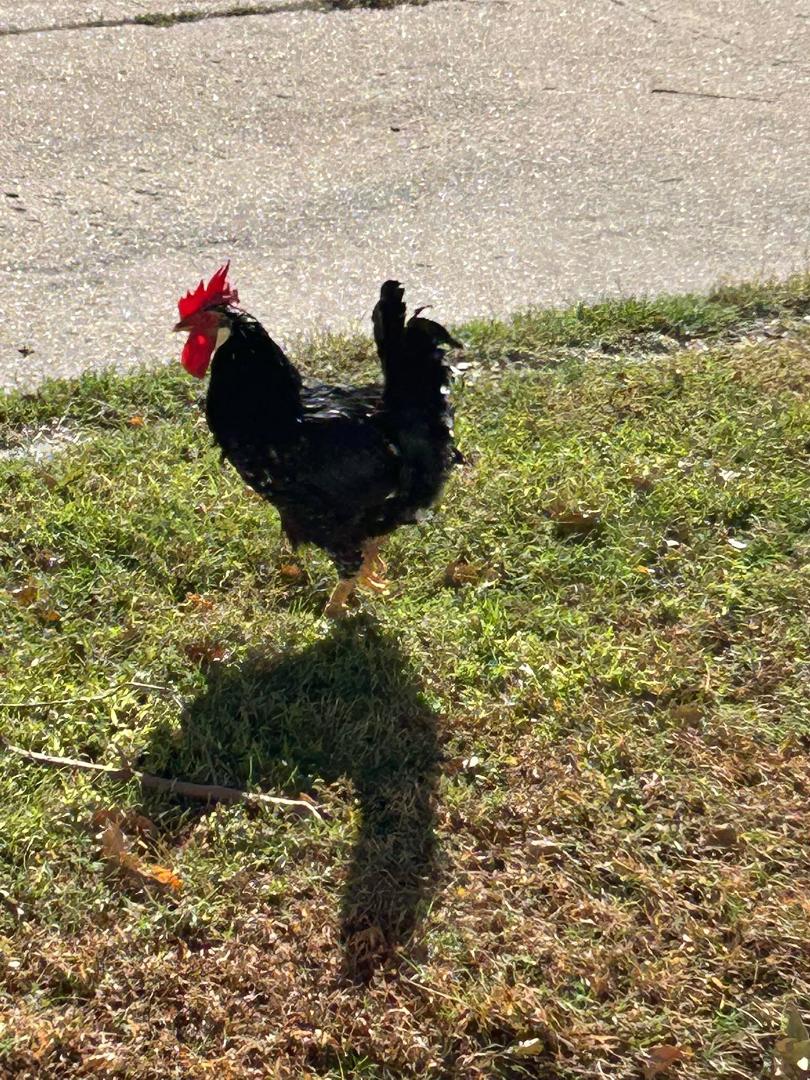 Everyone say hello to Rooster Cogburn he is now mine