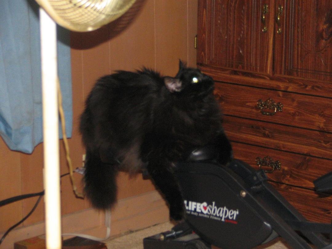 Dusty and Buffy's brother, Raven (aka The Wookie) 1999-2013