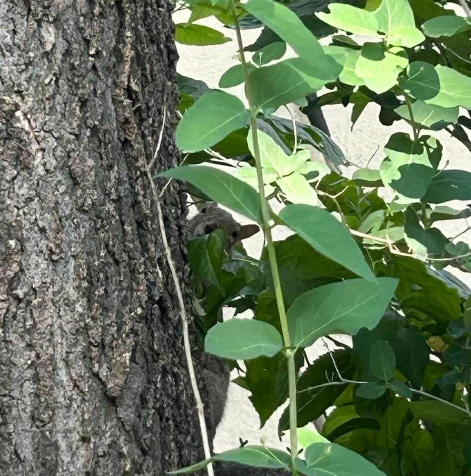 Look between the leaves, I think I am being watched.