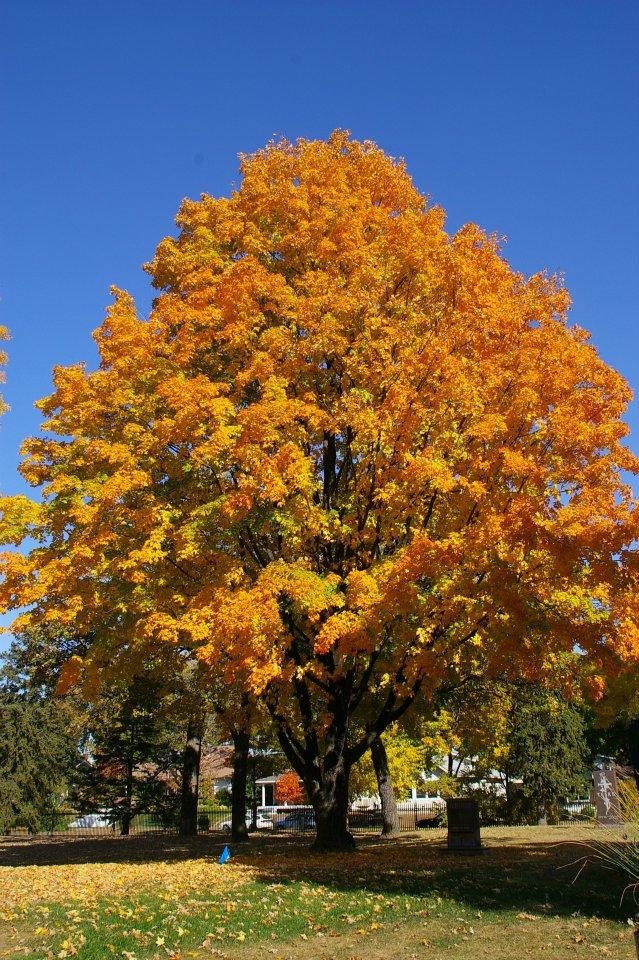 Edwin Pelot's album, Fall 2011