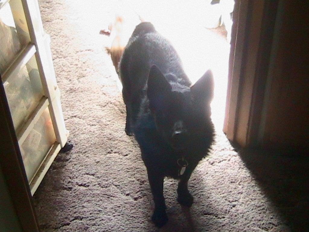 Happy 13th Birthday Duke Wayne 2 <3 
 Duke has only slowed down a little for his age