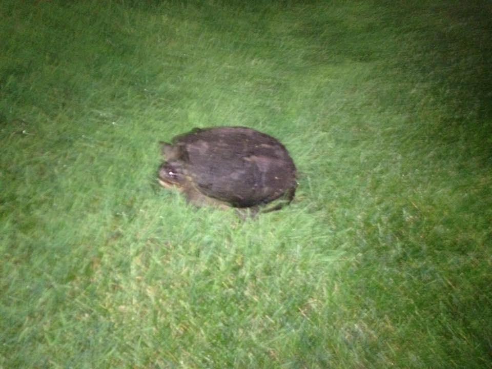 Found him crossing the street