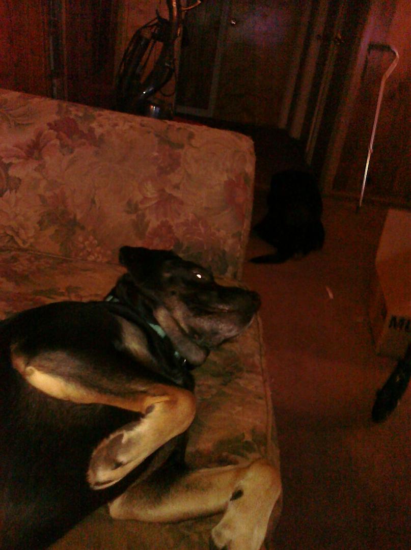 Muffin relaxing & watching tv