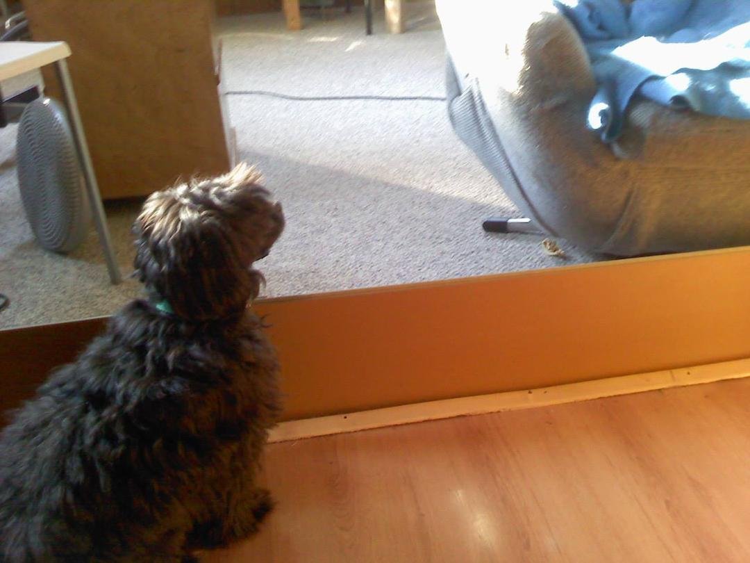 so my dog has figured out how to make me fetch
he drops his bone off the chair onto the carpet where he isn't allowed to go so I will pick it up for him
this reminds me of a baby in a high chair