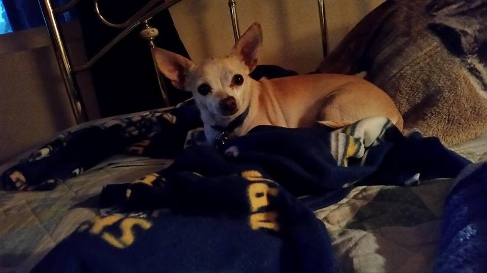 It's National Dog day...so here's my baby, J.J....