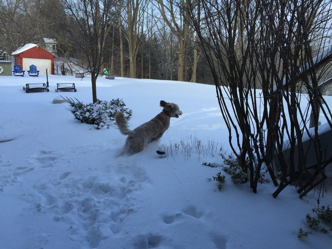 My dog on a nice spring day in April in lovely Toronto