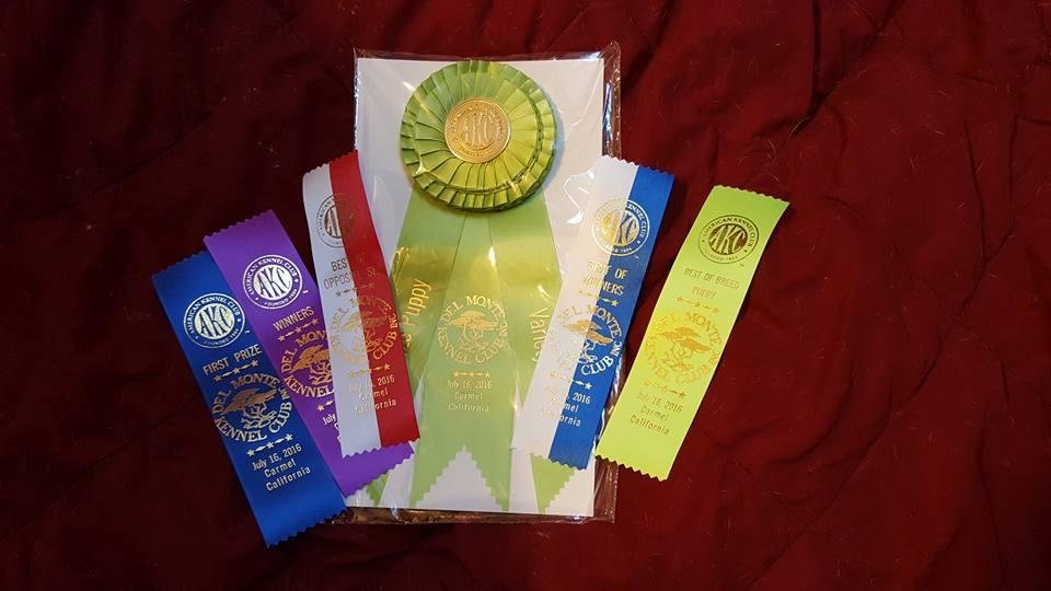 And here are the ribbons my grandog won today.