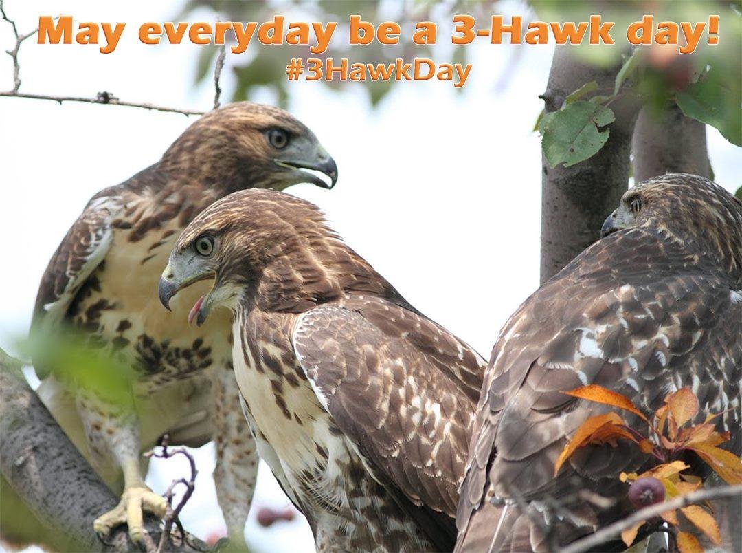 I started watching the Red Tail Hawks on my way to work each morning. I noticed sometimes I saw two, each on a different telephone pole along my route. When see two, I know it's going to be a special day, and it usually is.