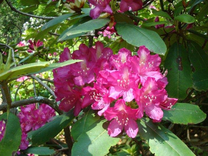 James Lawton's album, Rhododendron Path