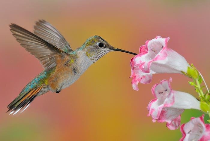 "Sweet Nectar" puzzle, from http://puzzledhearts.com/ph?pid=broad_tailed_hummingbird