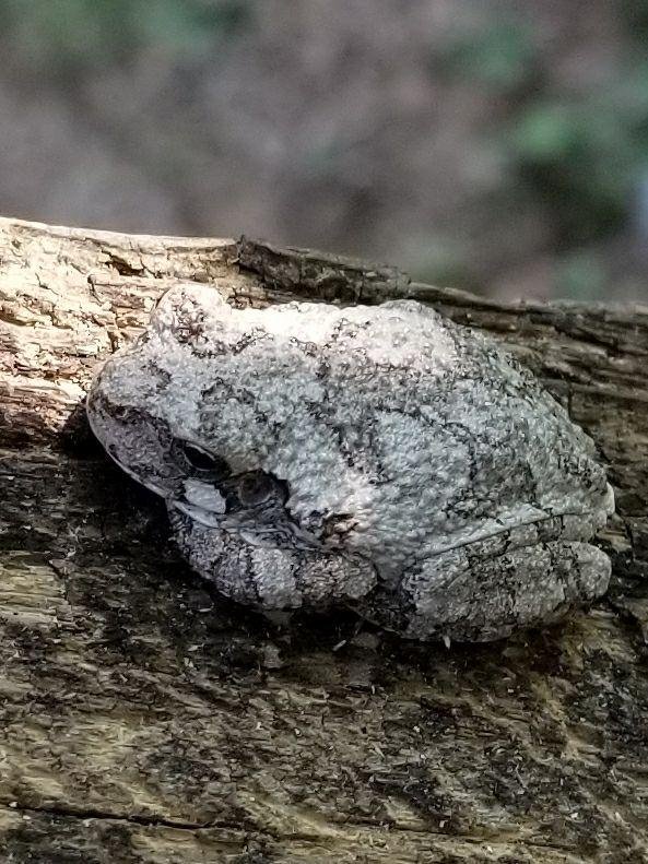 Gray tree frog. Hyla versicolor. this lttle guy is hardly 2 inches long.
