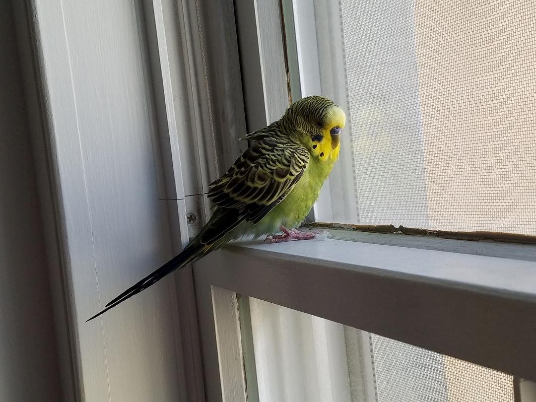 Meet our newest rescue animal.