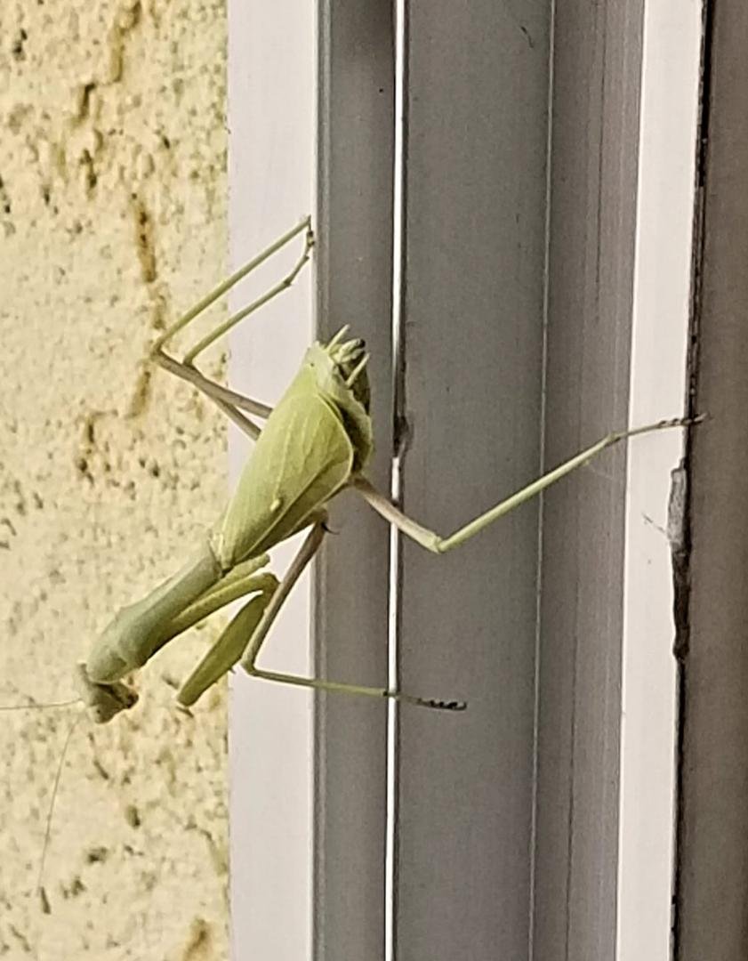 The other day we had a huge praying mantis on our back slider.