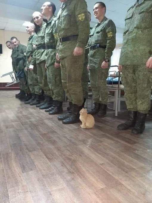 You're in the Army, Mr. Cat!