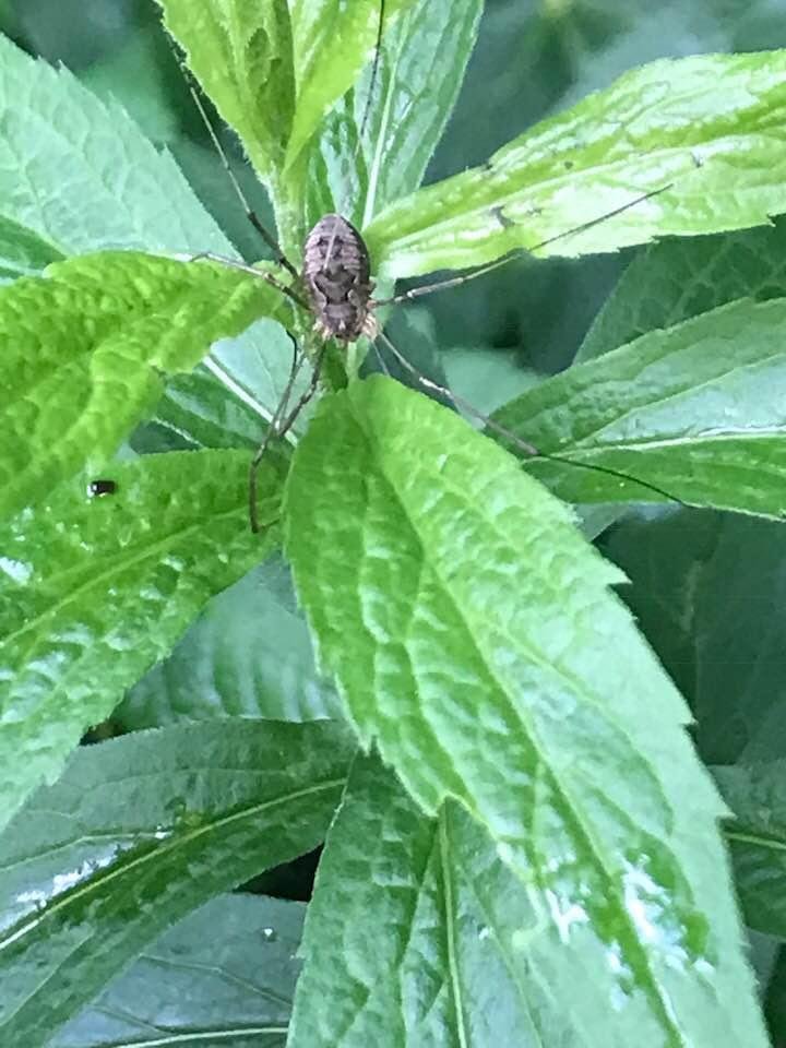Harvestman in the groove.