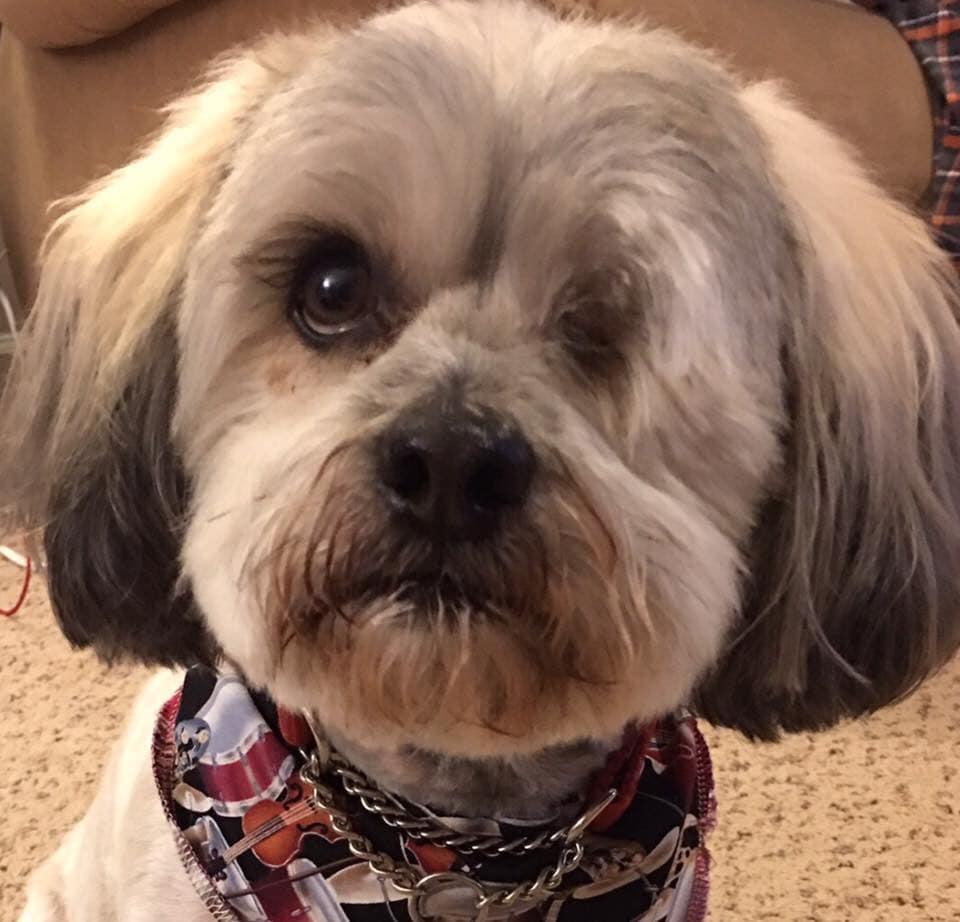 One of my favorite photos of Paddington. Sadly, he passed away this morning. He was an awesome dog and is missed very much.