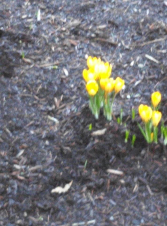 With apologies to those back east, you've gotta love Spring out west with 60's and sun and flowers.