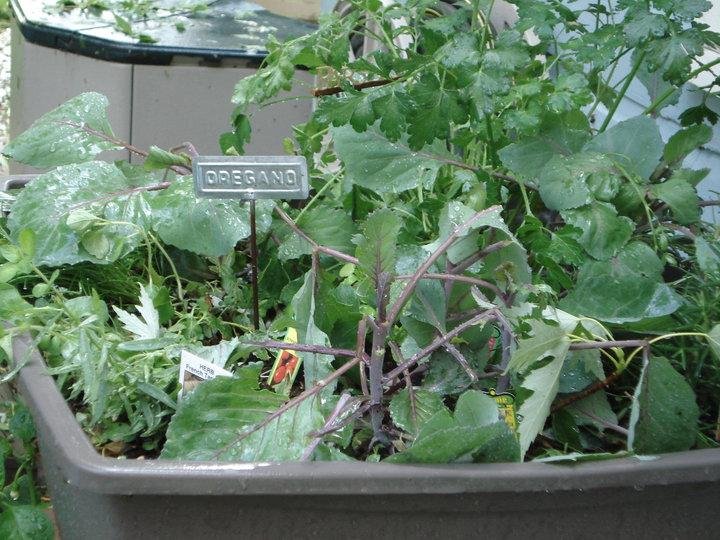 OK Mother Nature, I've got it. No basil this year. Mother Nature 4 - Me 0.