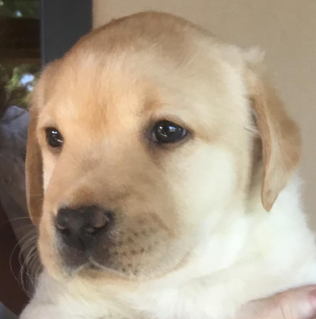August 2nd, and this little guy is coming home on August 18th.