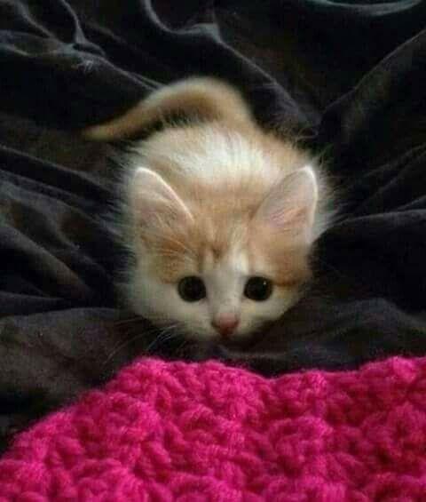 here kitty kitty