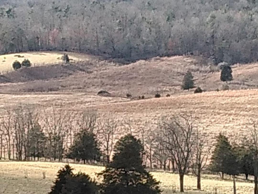 Awwww🤗
Driving to & from a client's home here in the Shenandoah Valley sure gives "driving to work" an extra good feeling. Don't mind "Rush hour" any more! I have so much Gratitude for God's arrangements!!