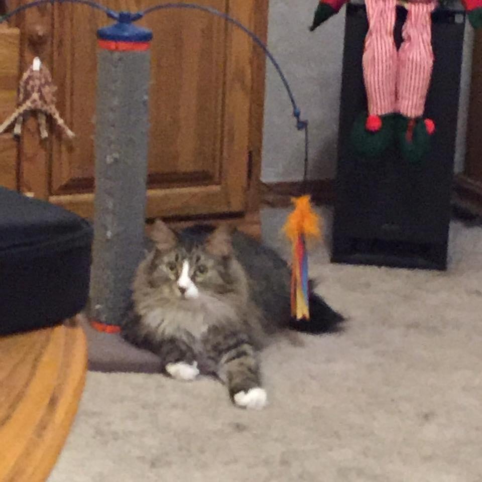 Luna feeling a bit drunk from her catnip!