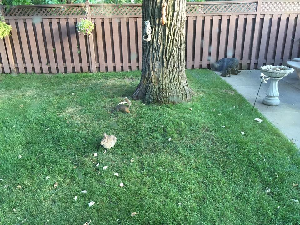 Nothing like having a BBQ with bunnies and squirrels. Nature-you gotta love it.