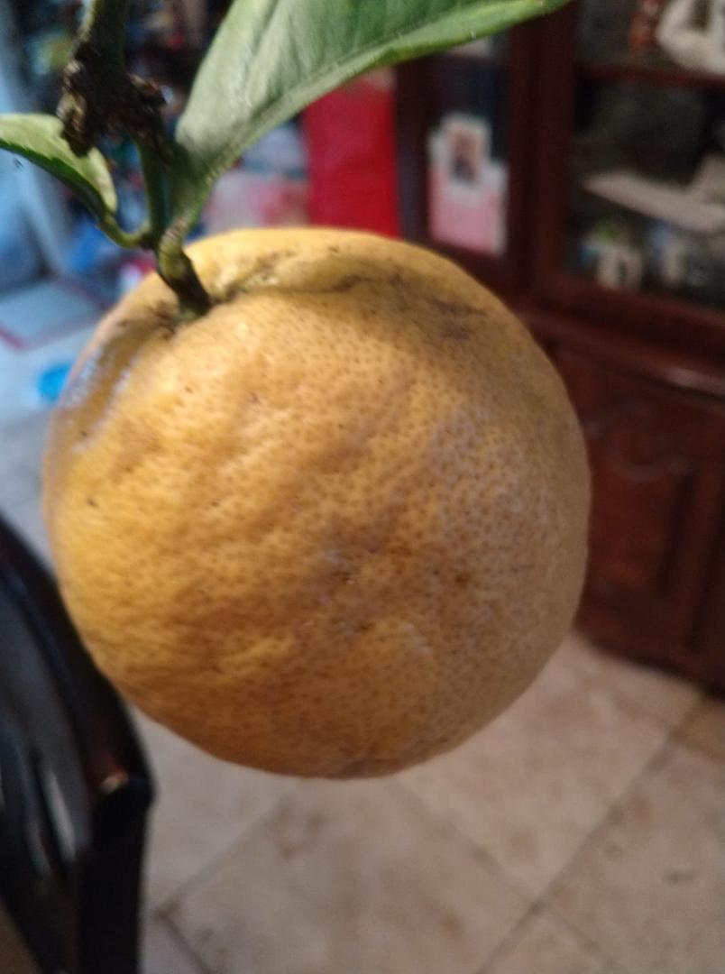 We picked lemons this morning this one is the size of a grapefruit