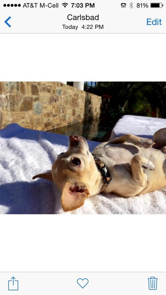 Ashley's Laker, laying by the pool...he is sooo funny ;))💚