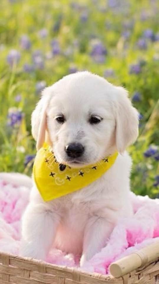 Daisy amongst the wildflowers. She’s the newest member to my daughter and son-in-law’s family. She’s a 7 week old English Retriever. I’m sure it was love at first sight.
