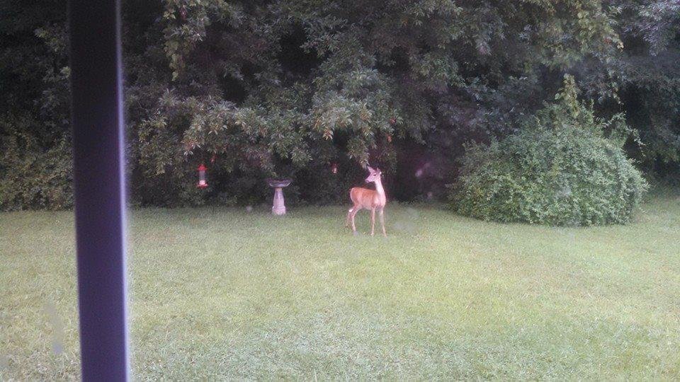 John Gregg finally figured out what was happening to the bird seed.