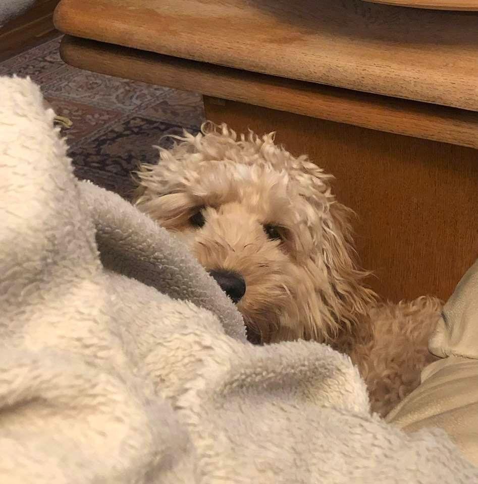 Hi Copper!