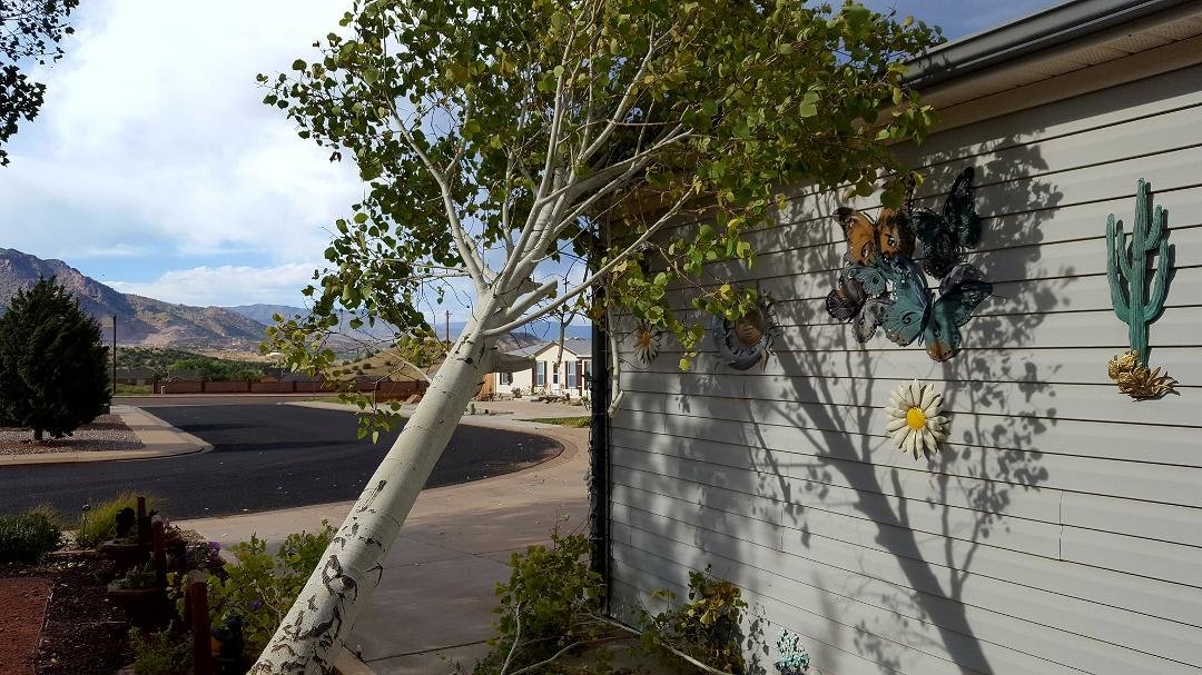 Whew,no damage other than my nerves.Microburst snapped off my aspen tree.Hope deer clean up the leaves..Now to get my BP near normal.