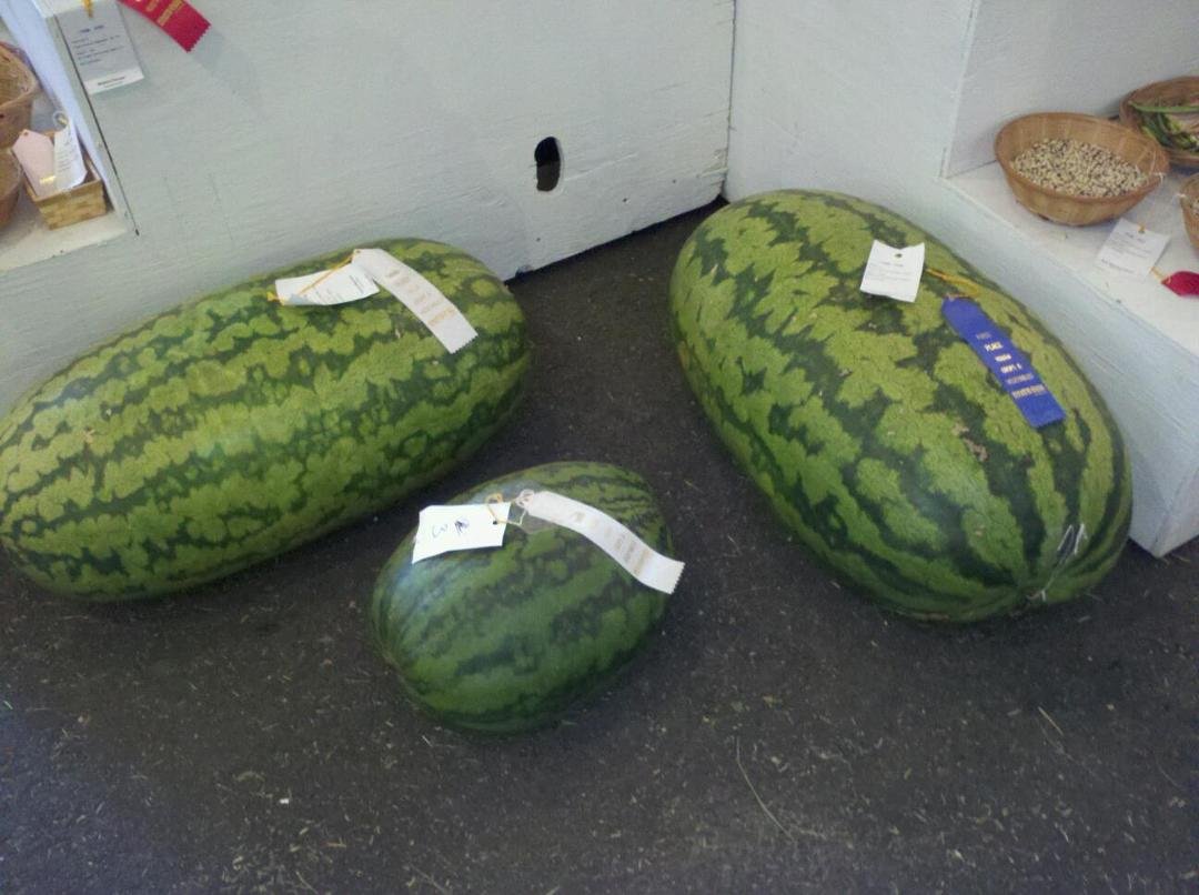 Watermelon at the state fair.