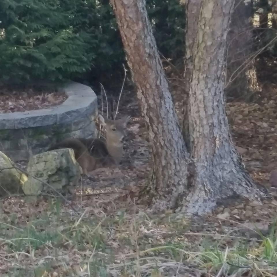 Our never before seen "Hosta Nibbler" has revealed herself. She is larger than a oversized Great Dane.